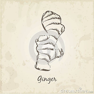 Kitchen hand-drawn herbs and spices, Ginger. Vector Illustration