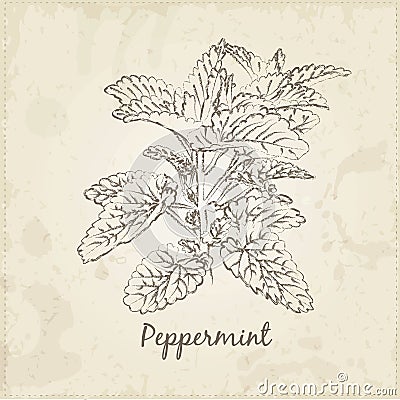 Kitchen hand-drawn herbs and spices, Peppermint. Vector Illustration