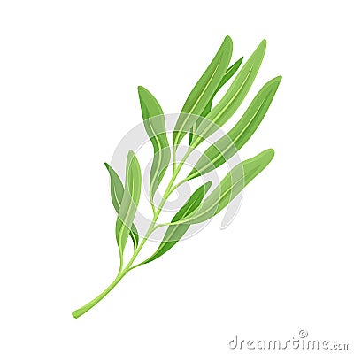 Kitchen Herb for Food Preparation and Garnish Vector Element Vector Illustration