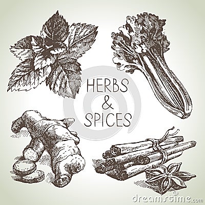 Kitchen herbs and spices. Hand drawn sketch design elements Vector Illustration