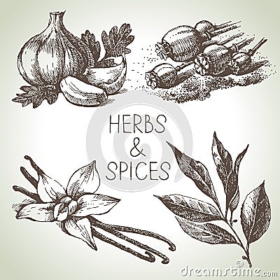 Kitchen herbs and spices. Hand drawn sketch design elements Vector Illustration