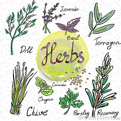 Kitchen herbs and spices. Hand drawn sketch icons Vector Illustration