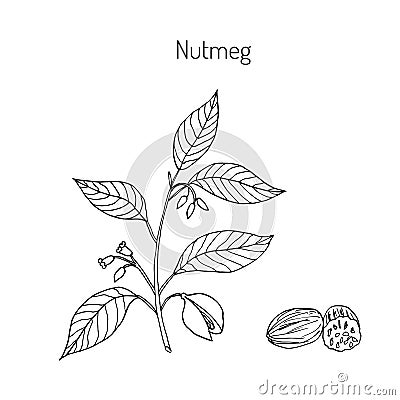 Kitchen spices. Nutmeg Vector Illustration