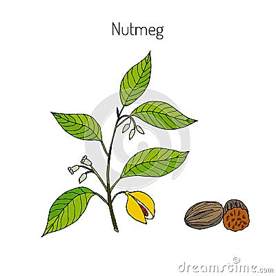 Kitchen spices. Nutmeg Vector Illustration