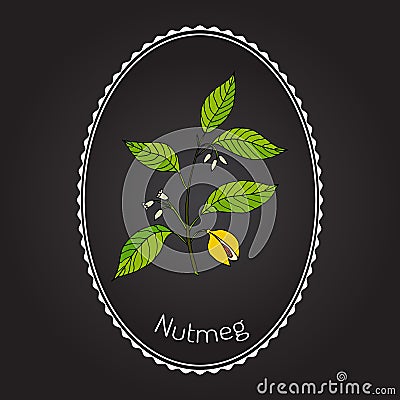 Kitchen spices. Nutmeg Vector Illustration