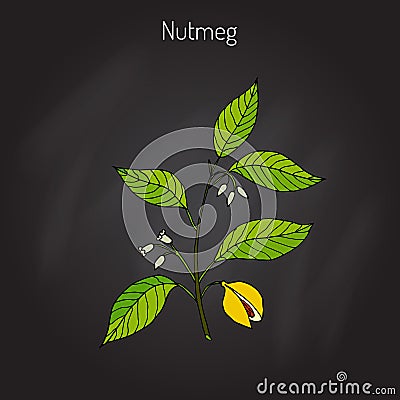 Kitchen spices. Nutmeg Vector Illustration