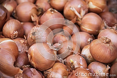 Freshly collected onions from agriculture Stock Photo