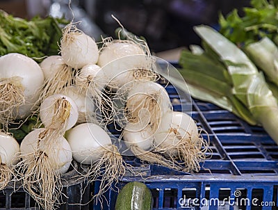 Freshly collected onions from agriculture Stock Photo