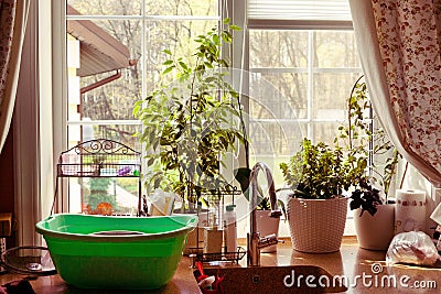 Kitchen window garden view plants Stock Photo