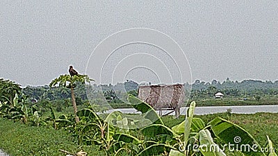 kite bird fish Stock Photo