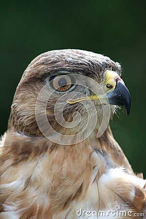 Kite Bird Portrait Stock Photo
