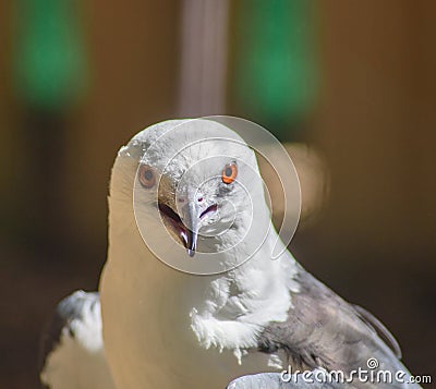 Kite, a bird of pray with utmost focus Stock Photo