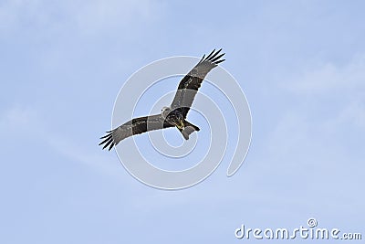 Kite flying over Brahmaputra river Stock Photo