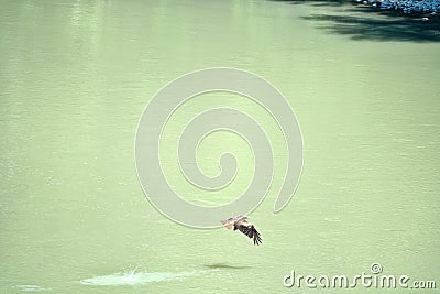 A kite hunts fish over a muddy river. Series of images Stock Photo