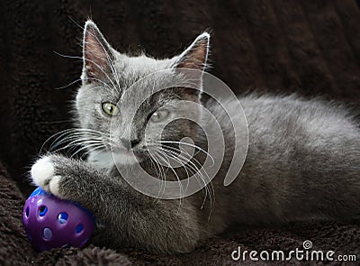 Kitten Stock Photo