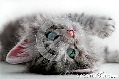 Kitten Stock Photo