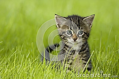 Kitten Stock Photo