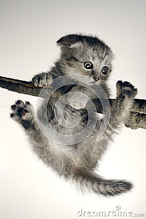 Kitten Stock Photo