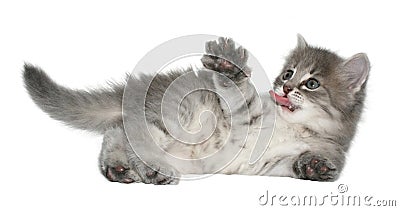 Kitten Stock Photo