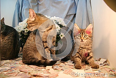 Kitten and adult cat, mirror, flowers. Stock Photo