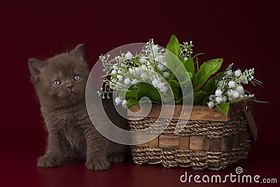Kitten against the background of a basket with lilies of the valley Stock Photo