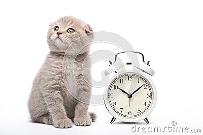 Kitten and alarm clock on a white background. Animals and alarm clock. Morning. Stock Photo