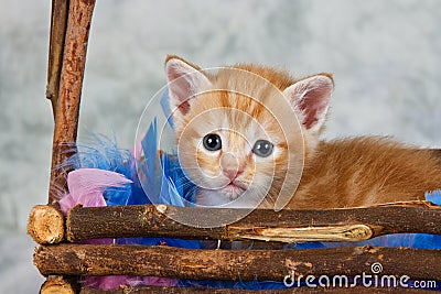 Kitten in basket Stock Photo