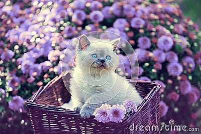 Kitten in a basket in the garden near violet daisy flowers Stock Photo
