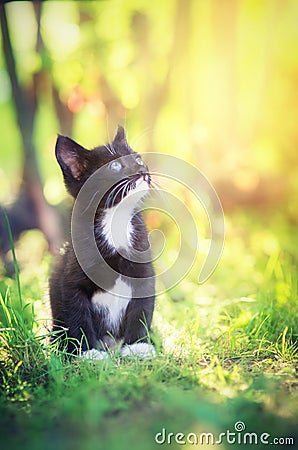 Kitten bathed in sunlight Stock Photo