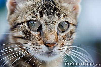 Kitten with beautiful eyes Stock Photo