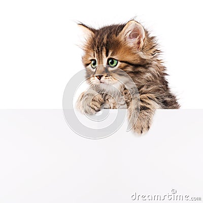 Kitten with blank Stock Photo