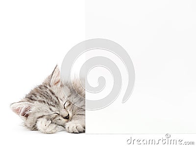 Kitten with blank Stock Photo