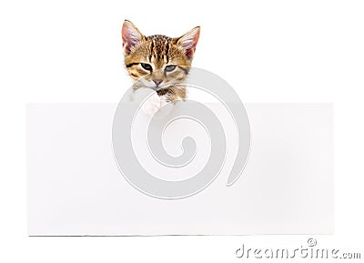 Kitten with blank. Stock Photo