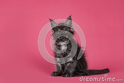 Kitten cat on pink background Stock Photo