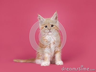 Kitten cat on pink background Stock Photo