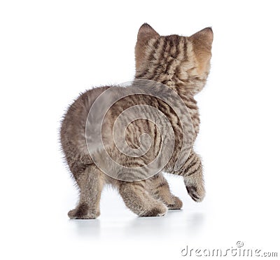 Kitten or cat rear back view isolated Stock Photo