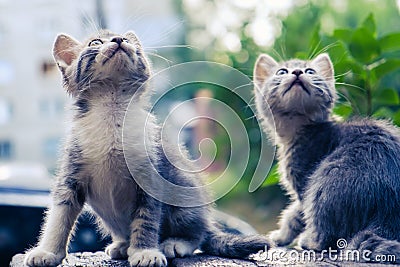 Kitten cat stray cute pet. alone baby Stock Photo