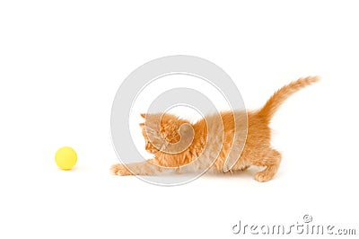 Kitten catch ball Stock Photo