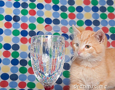 Kitten and champaign glass Stock Photo