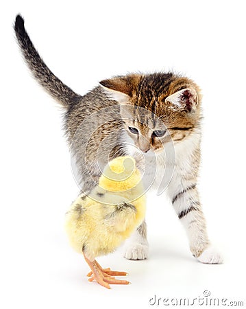 Kitten and chicken. Stock Photo