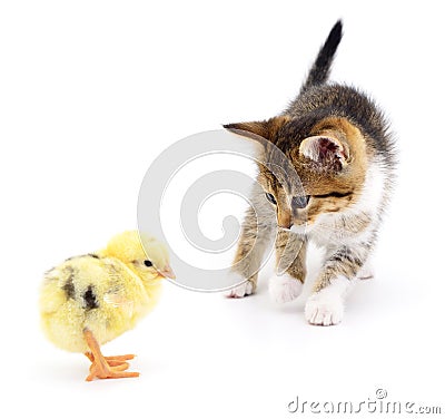 Kitten and chicken. Stock Photo