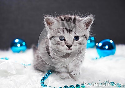 A kitten with Christmas balls. Kitten and new year Stock Photo