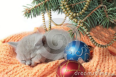 Kitten and Christmas Tree Stock Photo