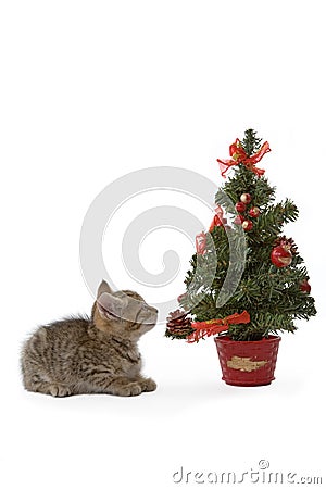 Kitten and a christmas tree Stock Photo