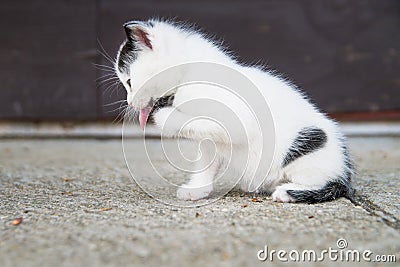 Kitten is cleaning its legs Stock Photo