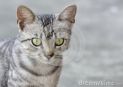 Kitten close-up. Stock Photo