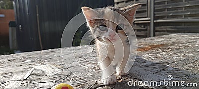 A kitten coming to us Stock Photo