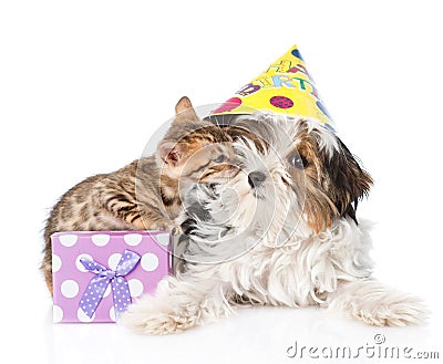 Kitten congratulates puppy happy birthday. isolated Stock Photo