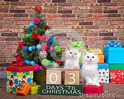 Kitten countdown to Christmas 03 Days Stock Photo