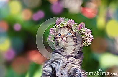 Kitten crowned with a chaplet Stock Photo